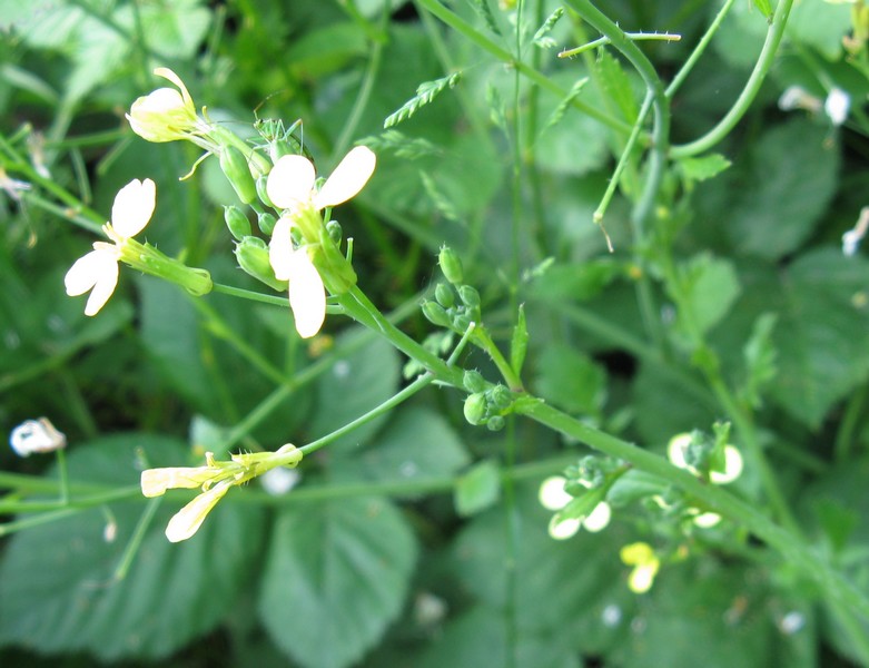 Raphanus raphanistrum subsp. landra